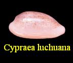 Cypraea luchuana, Kuroda 1980 